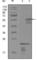 Erb-B2 Receptor Tyrosine Kinase 3 antibody, abx012007, Abbexa, Western Blot image 