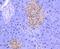 Histone Deacetylase 1 antibody, NBP2-67389, Novus Biologicals, Immunohistochemistry paraffin image 