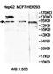 Zinc Finger Protein 287 antibody, orb78409, Biorbyt, Western Blot image 