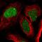 Zinc Finger Protein 565 antibody, HPA044123, Atlas Antibodies, Immunocytochemistry image 