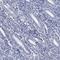 HORMA Domain Containing 2 antibody, PA5-51816, Invitrogen Antibodies, Immunohistochemistry frozen image 