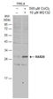 RAB20, Member RAS Oncogene Family antibody, GTX119559, GeneTex, Western Blot image 