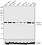 ADP Ribosylation Factor Interacting Protein 2 antibody, 40-2400, Invitrogen Antibodies, Western Blot image 
