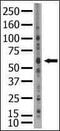 SUMO Specific Peptidase 2 antibody, PA5-11331, Invitrogen Antibodies, Western Blot image 