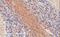 Synaptosome Associated Protein 25 antibody, NB100-1492, Novus Biologicals, Immunohistochemistry paraffin image 