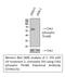 Checkpoint Kinase 2 antibody, STJ90225, St John