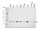 Transcription elongation factor B polypeptide 1 antibody, A31720-1, Boster Biological Technology, Western Blot image 