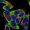 Zinc Finger Protein 501 antibody, NBP2-13577, Novus Biologicals, Immunofluorescence image 