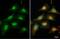 WW Domain Containing Transcription Regulator 1 antibody, GTX134857, GeneTex, Immunocytochemistry image 