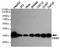 Caudal Type Homeobox 2 antibody, M00877-2, Boster Biological Technology, Western Blot image 