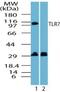 Toll Like Receptor 7 antibody, PA5-23174, Invitrogen Antibodies, Western Blot image 