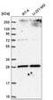 Solute Carrier Family 25 Member 5 antibody, NBP2-56762, Novus Biologicals, Western Blot image 