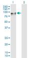 Prolylendopeptidase-like antibody, H00009581-B01P, Novus Biologicals, Western Blot image 