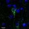 Corticotropin Releasing Hormone Receptor 1 antibody, PA5-18801, Invitrogen Antibodies, Immunofluorescence image 