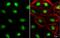 TEA Domain Transcription Factor 4 antibody, NBP1-32765, Novus Biologicals, Immunofluorescence image 