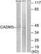 Cell Adhesion Molecule 3 antibody, PA5-38862, Invitrogen Antibodies, Western Blot image 