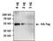 HA tag antibody, PA1-985-HRP, Invitrogen Antibodies, Western Blot image 
