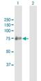 SHC Adaptor Protein 4 antibody, H00399694-B01P, Novus Biologicals, Western Blot image 
