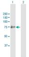 SHC-transforming protein 4 antibody, H00399694-B01P, Novus Biologicals, Western Blot image 