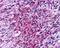 KISS1 Receptor antibody, NLS1927, Novus Biologicals, Immunohistochemistry frozen image 