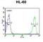 Killer Cell Immunoglobulin Like Receptor, Two Ig Domains And Short Cytoplasmic Tail 3 antibody, abx032609, Abbexa, Western Blot image 