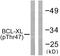 BCL2 Like 1 antibody, LS-C198680, Lifespan Biosciences, Western Blot image 