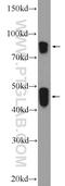Calcium Release Activated Channel Regulator 2A antibody, 15206-1-AP, Proteintech Group, Western Blot image 