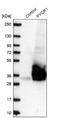 Pyrroline-5-Carboxylate Reductase 1 antibody, NBP2-13834, Novus Biologicals, Western Blot image 