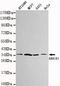 Aldose reductase antibody, M01621, Boster Biological Technology, Western Blot image 