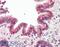Baculoviral IAP Repeat Containing 6 antibody, 45-269, ProSci, Enzyme Linked Immunosorbent Assay image 