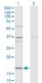 Ubiquitin-like protein FUBI antibody, H00002197-M03, Novus Biologicals, Western Blot image 