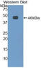 Fibrillin 1 antibody, LS-C297519, Lifespan Biosciences, Western Blot image 