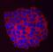 Arylsulfatase B antibody, MAB4415, R&D Systems, Immunofluorescence image 