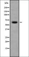 Arylsulfatase Family Member H antibody, orb338024, Biorbyt, Western Blot image 