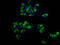 MCC Regulator Of WNT Signaling Pathway antibody, LS-C680832, Lifespan Biosciences, Immunofluorescence image 
