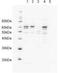 UV excision repair protein RAD23 homolog A antibody, GTX23836, GeneTex, Western Blot image 