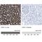 Carbamoyl-Phosphate Synthase 1 antibody, NBP1-86019, Novus Biologicals, Immunohistochemistry paraffin image 