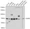 Nucleoporin 85 antibody, A07147, Boster Biological Technology, Western Blot image 
