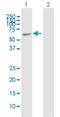 Elongation Factor For RNA Polymerase II 3 antibody, H00080237-B01P, Novus Biologicals, Western Blot image 