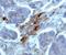 TIMP Metallopeptidase Inhibitor 2 antibody, MAB971, R&D Systems, Immunohistochemistry frozen image 