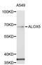 Arachidonate 5-Lipoxygenase antibody, MBS128009, MyBioSource, Western Blot image 