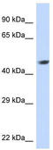 Nuclear receptor subfamily 2 group E member 1 antibody, TA334016, Origene, Western Blot image 