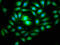 RuvB Like AAA ATPase 1 antibody, LS-C398152, Lifespan Biosciences, Immunofluorescence image 