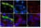 Corticotropin Releasing Hormone Receptor 2 antibody, 720291, Invitrogen Antibodies, Immunofluorescence image 