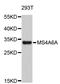 Membrane Spanning 4-Domains A6A antibody, STJ26963, St John
