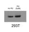 RNA Polymerase II Subunit A antibody, NBP1-49546, Novus Biologicals, Western Blot image 