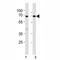 Kruppel Like Factor 4 antibody, F53108-0.4ML, NSJ Bioreagents, Western Blot image 