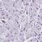 Chromosome 12 Open Reading Frame 71 antibody, HPA058728, Atlas Antibodies, Immunohistochemistry frozen image 