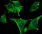Interferon alpha-1 antibody, NBP2-75930, Novus Biologicals, Immunofluorescence image 