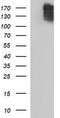 Collagen Type XV Alpha 1 Chain antibody, TA507124AM, Origene, Western Blot image 